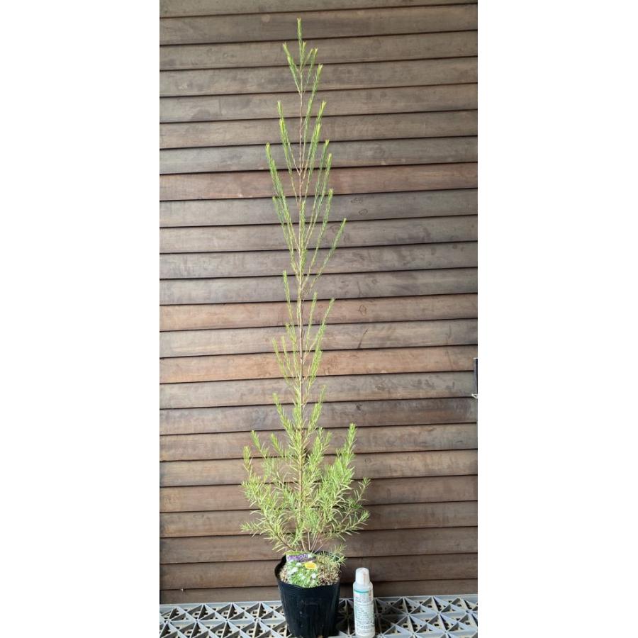 メラレウカ メディカルティーツリー 5寸ポット植え : 日本花卉