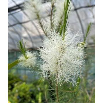 メラレウカ メディカルティーツリー 5寸ポット植え : 日本花卉