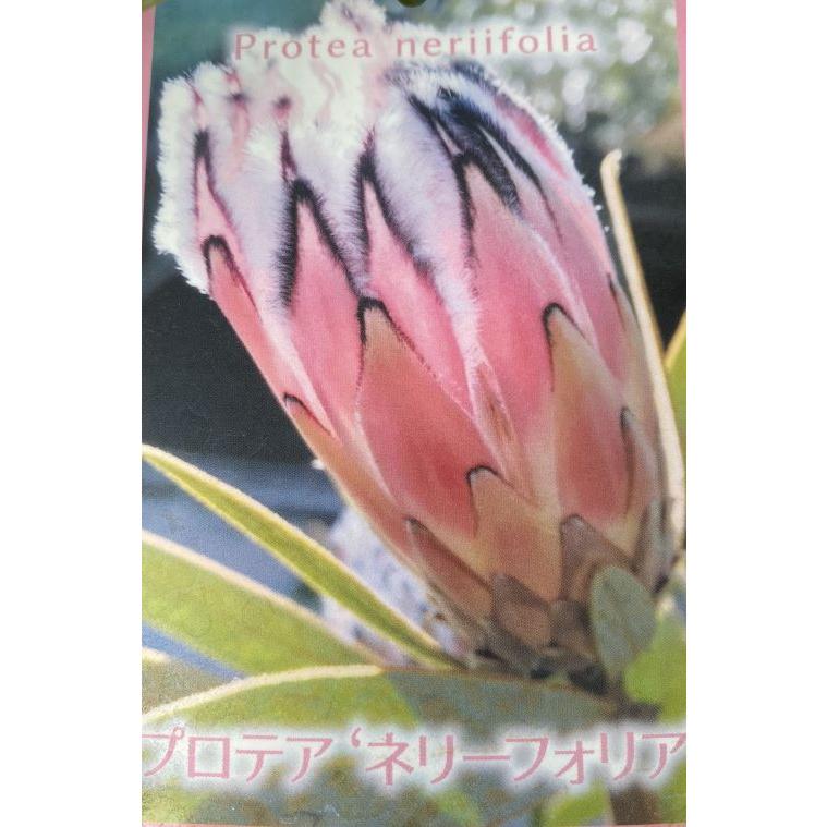 プロテア・ネリイフォリア（ネリーフォリア） 6寸鉢植え : 日本花卉