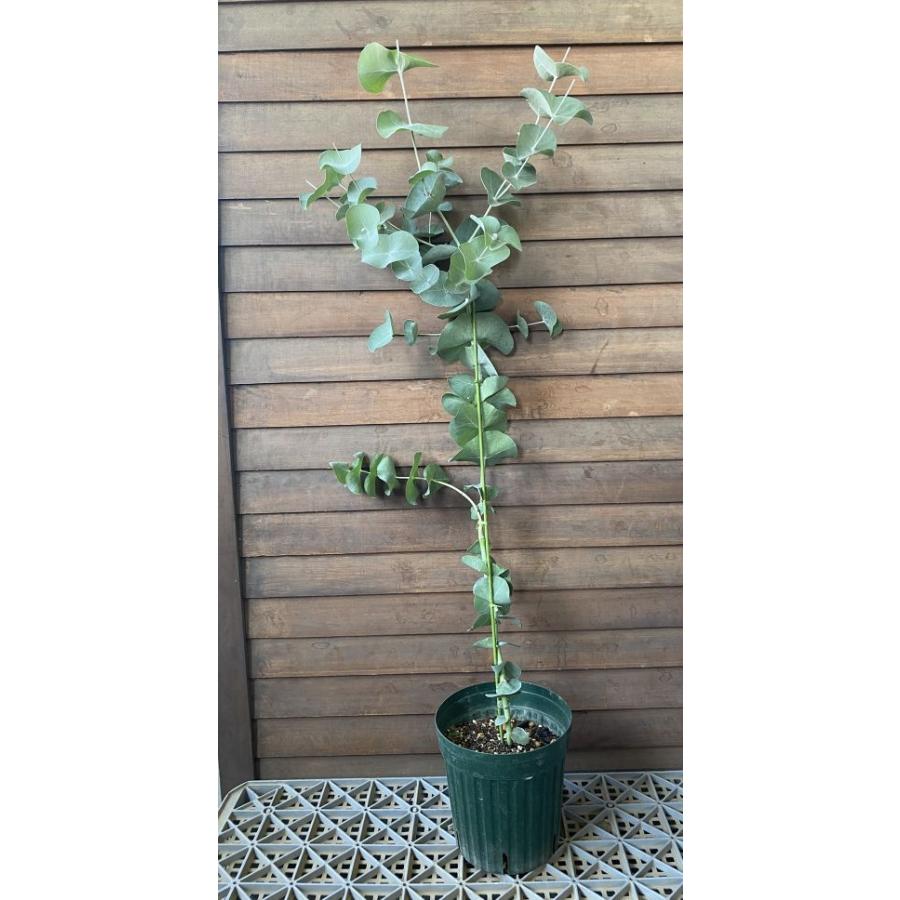 ツキヌキユーカリ（6寸鉢植え） 苗 苗木 珍しいユーカリの木 : 日本