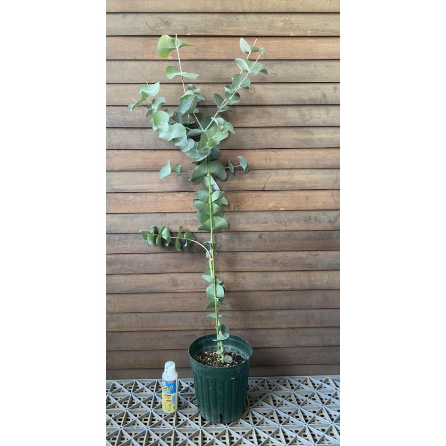 ツキヌキユーカリ（6寸鉢植え） 苗 苗木 珍しいユーカリの木 : 日本