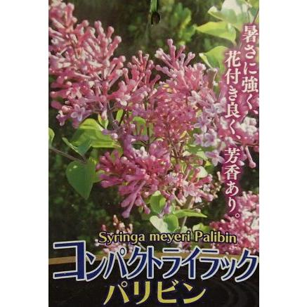 姫ライラック（パリビン）5寸鉢植え コンパクトライラック ヒメ