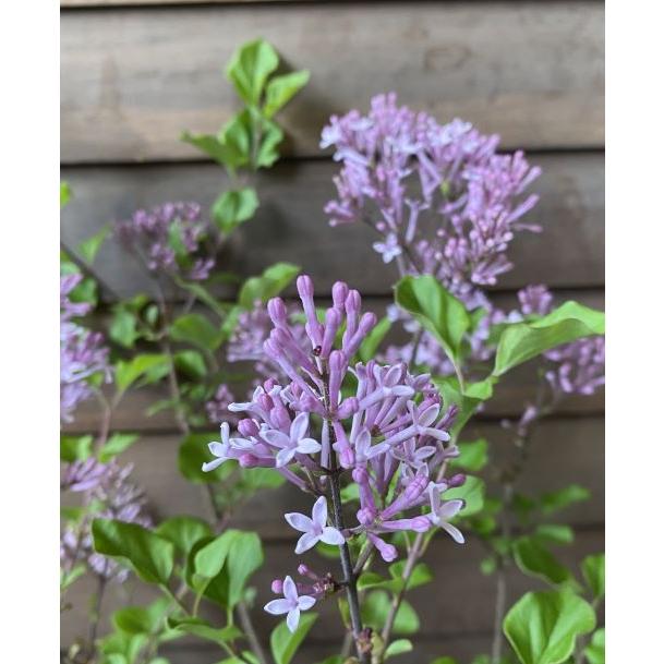 姫ライラック（パリビン）5寸鉢植え コンパクトライラック ヒメ