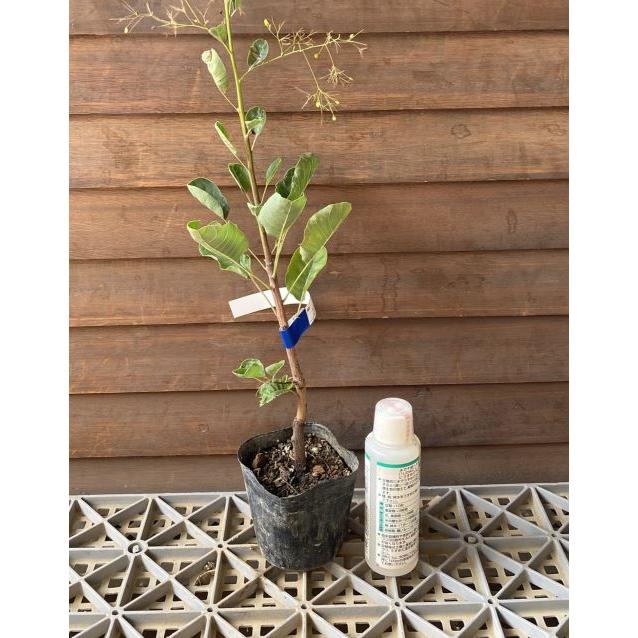 スモークツリー ラブリーローズ ポット植え 苗 苗木 : 日本花卉