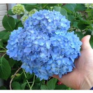 ホンアジサイ 紫陽花 本紫陽花 5寸ポット植え Z 日本花卉ガーデンセンターyahoo 店 通販 Yahoo ショッピング