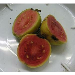 キンググアバ(赤実）鉢植え ：熱帯果樹苗 : 日本花卉ガーデンセンター