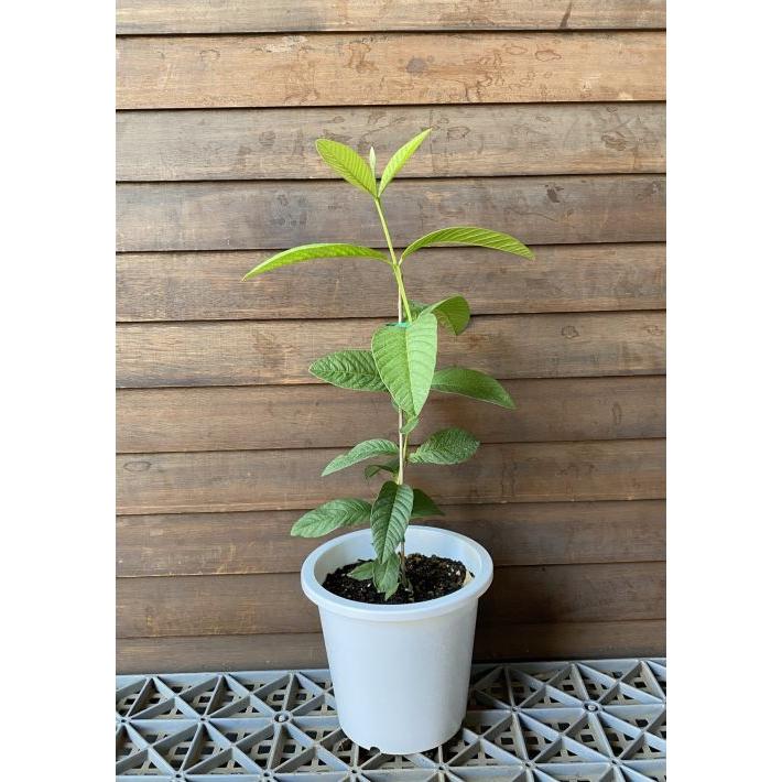 キンググアバ(赤実）鉢植え ：熱帯果樹苗 : 日本花卉ガーデンセンター