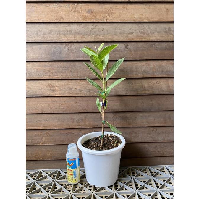 キンググアバ(赤実）鉢植え ：熱帯果樹苗 苗 苗木 : 日本花卉ガーデン