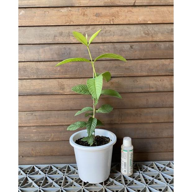 キンググアバ(赤実）鉢植え ：熱帯果樹苗 : 日本花卉ガーデンセンター
