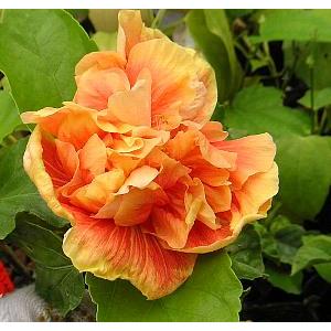 鉢植え ハイビスカス ビーチボール : 日本花卉ガーデンセンターYahoo