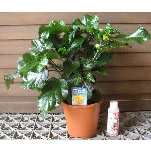 鉢植え ハイビスカス ビーチボール : 日本花卉ガーデンセンターYahoo