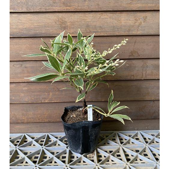 斑入り葉あせび フレーミングシルバー 3寸ポット植え フレミング
