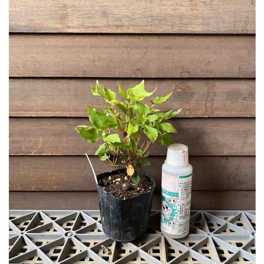 東国ミツバツツジ【品番3291】