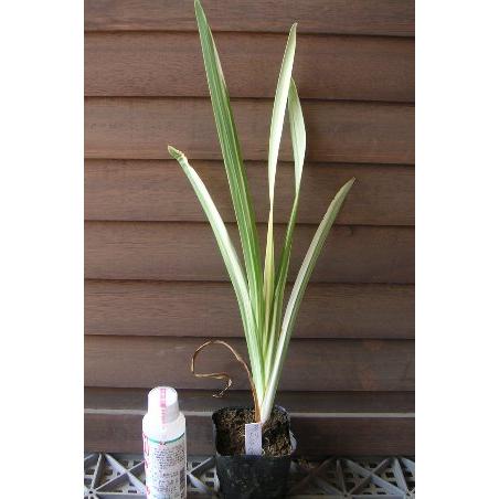 斑入り花菖蒲 : 日本花卉ガーデンセンターYahoo!店 - 通販 - Yahoo