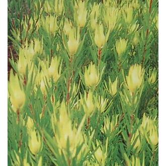 リュウカデンドロン インカゴールド（鉢植え） : 日本花卉ガーデン