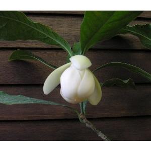 マグノリア ココ（トキワレンゲ） 5寸鉢植え : 日本花卉ガーデン