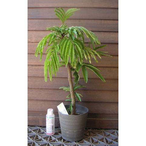 エバーフレッシュ　観葉植物 観葉植物 エバーフレッシュ 10号 ボサ造り ファイバークレイGray 付き