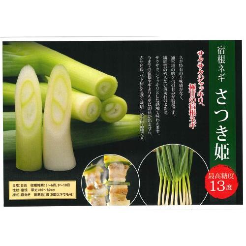 宿根ネギ（さつき姫）ポット植え : 日本花卉ガーデンセンターYahoo!店