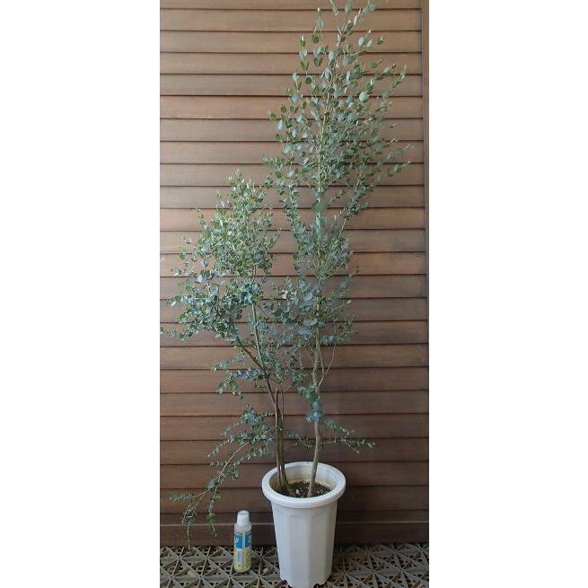 ユーカリ 斑入り　７号鉢つき　激レア❗　① ユーカリ アーチェリー （鉢植え） : 日本花卉ガーデンセンターYahoo