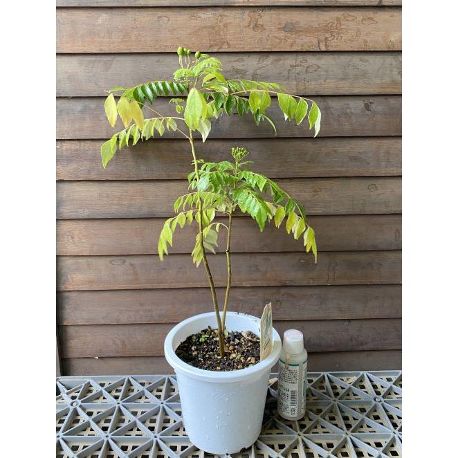 カレーリーフ 苗木 鉢付き木 5寸鉢植え カレーノキ（カレーの木）：熱帯果樹苗 カレーリーフの木