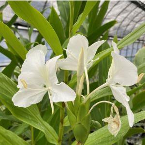 ジンジャーリリーの苗(根っこ) ジンジャーリリーの苗(根っこ) - メルカリ