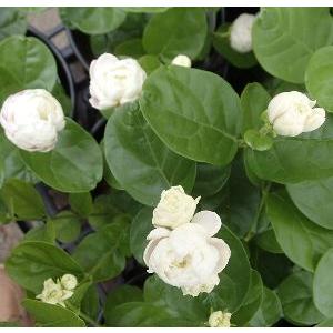 ジャスミン 八重咲き（ポット苗） マツリカ、ピカケ 苗 : 日本花卉