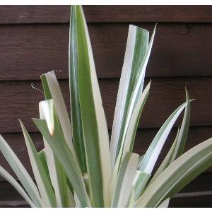 斑入りシャガ : 日本花卉ガーデンセンターYahoo!店 - 通販 - Yahoo