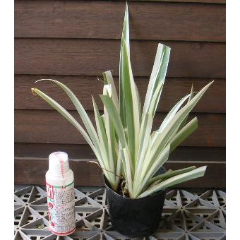 斑入りシャガ : 日本花卉ガーデンセンターYahoo!店 - 通販 - Yahoo