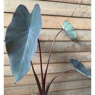観葉植物/希少/コロカシア ブラックサファイア ゲッコー/40cm コロカシア ブラックサファイア ゲッコー - メルカリ