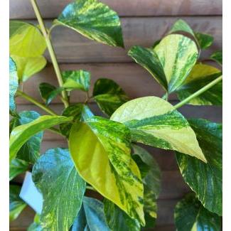 斑入りハクサンボク（白山木） 6寸鉢植え : 日本花卉ガーデンセンター