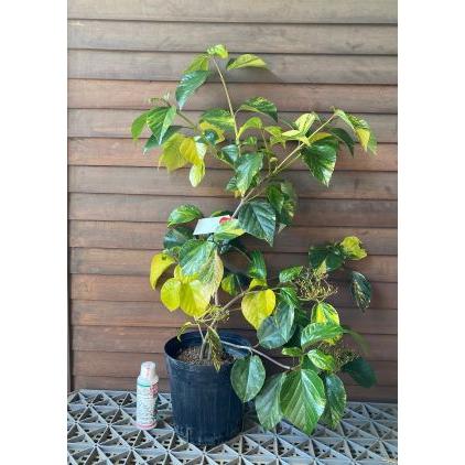 斑入りハクサンボク（白山木） 6寸鉢植え : 日本花卉ガーデンセンター