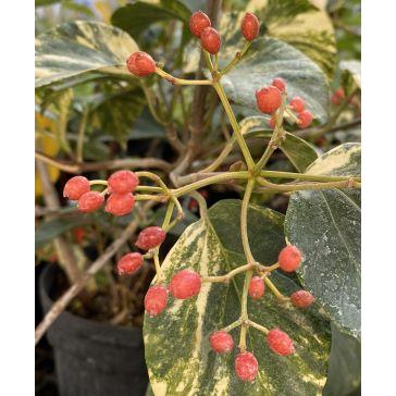 斑入りハクサンボク（白山木） 6寸鉢植え : 日本花卉ガーデンセンター