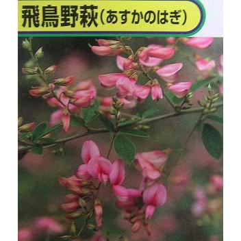 萩 飛鳥野萩 （ポット苗） : 日本花卉ガーデンセンターYahoo!店 - 通販