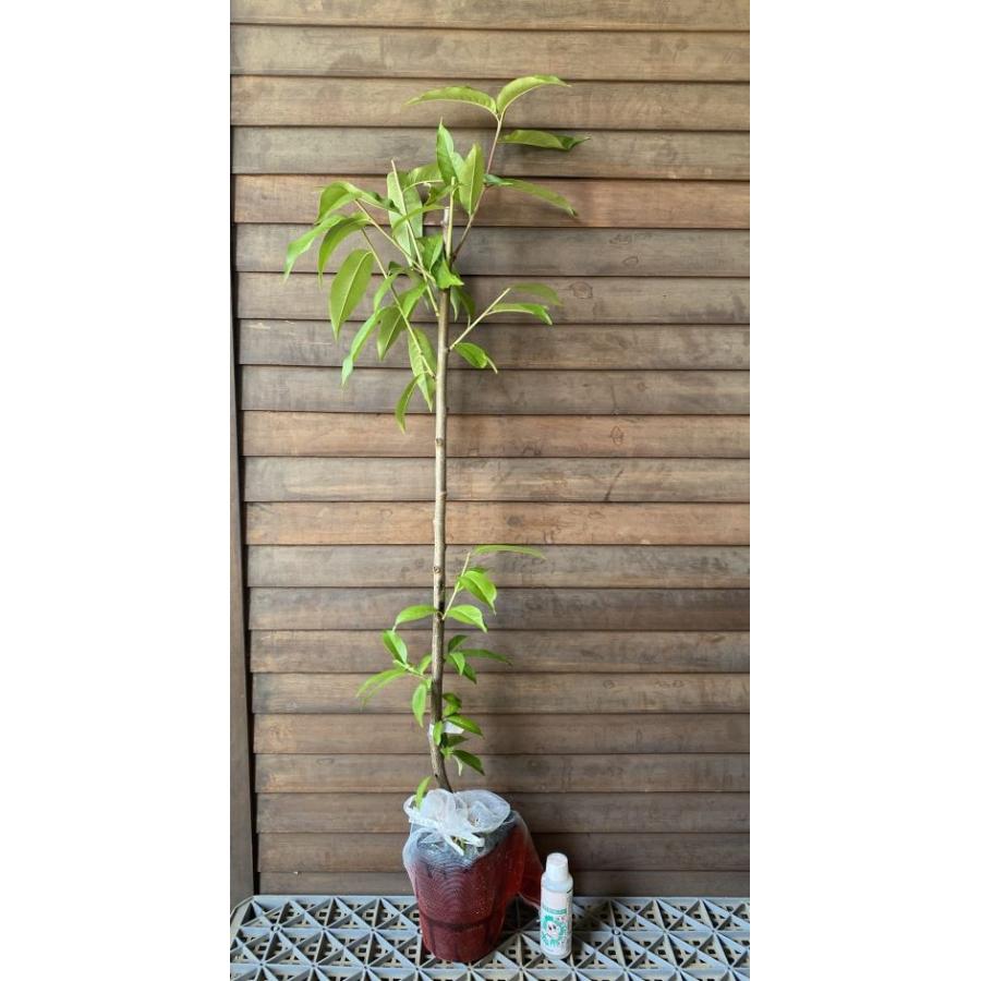 天津水蜜桃 （桃）：果樹苗 桃の苗木 苗 テンシンスイミツモモ : 日本