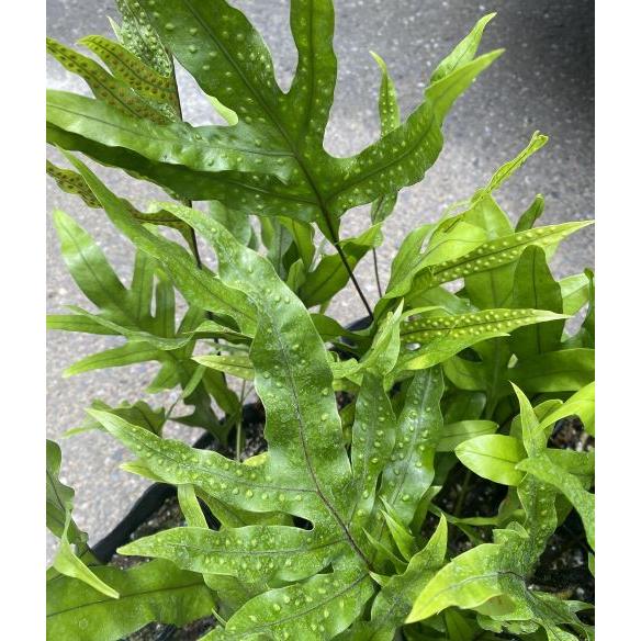 ラウアエ（オキナワウラボシ）3寸ポット植え 苗 苗木 : 日本花卉