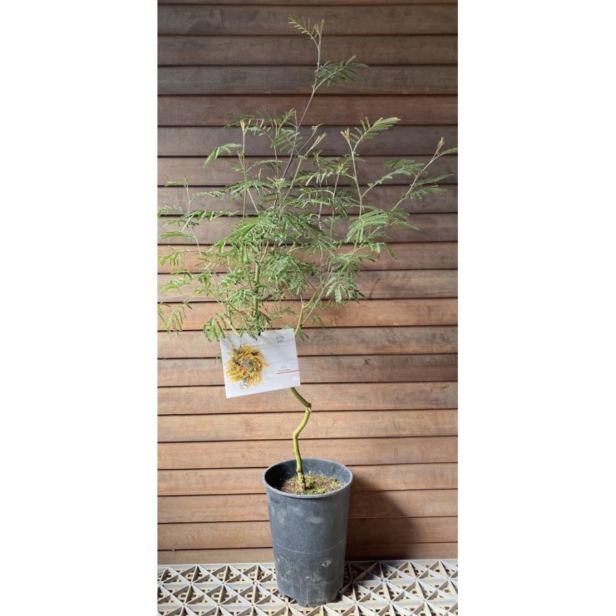 アカシア デアネイ（大株）6寸鉢植え : 日本花卉ガーデンセンター 
