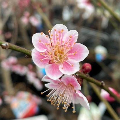 梅の木 羽根木公園⛲️ 紅梅約270本、白梅約380本、合計約650本の梅の木が植栽