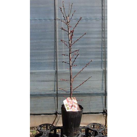 花梅 苗木 梅の木 梅の花 鈴鹿の関：スズカノセキ(花梅） ハナウメ