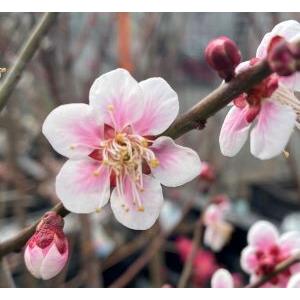 花梅 苗木 梅の木 梅の花 鈴鹿の関：スズカノセキ(花梅） ハナウメ