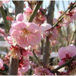 花梅 苗木 梅の木 梅の花 紅冬至梅：ベニトウジバイ(花梅
