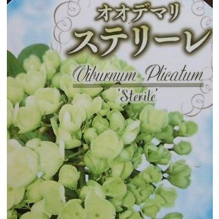 オオデマリ　ステリーレ/ 733 オオデマリ ステリーレ⁄ 733 オオデマリ ステリーレ⁄ 733