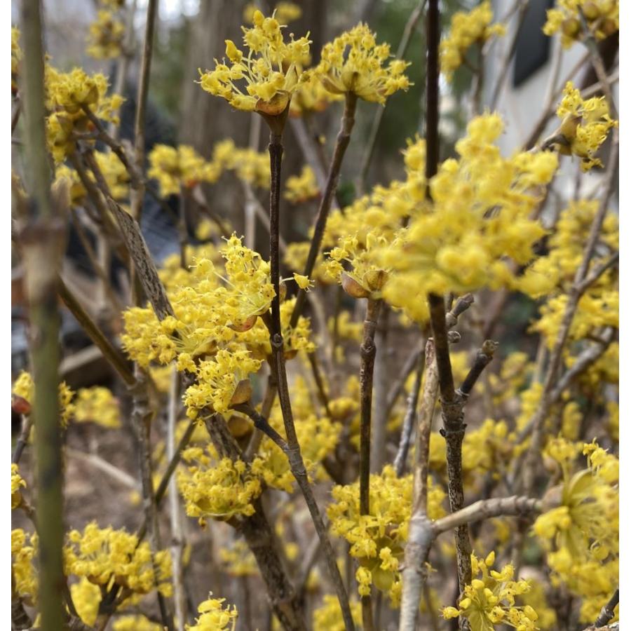 サンシュユ（山茱萸）苗 苗木 : 日本花卉ガーデンセンターYahoo!店