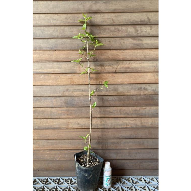 サンシュユ（山茱萸）苗 苗木 : 日本花卉ガーデンセンターYahoo!店