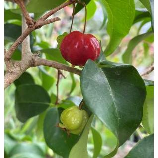 6寸鉢植え】 ピタンガ ブラジルチェリー：熱帯果樹苗 ブラジリアン
