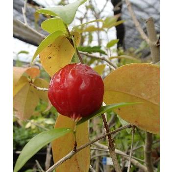 6寸鉢植え】 ピタンガ ブラジルチェリー：熱帯果樹苗 ブラジリアン