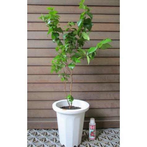 6寸鉢植え】 ピタンガ ブラジルチェリー：熱帯果樹苗 ブラジリアン