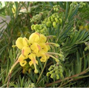 大株！ グレビレア イエロードロップ 6寸鉢植え : 日本花卉ガーデン