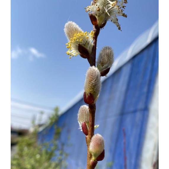 ピンクパールネコヤナギ 猫柳 苗 苗木 ポット植え : 日本花卉ガーデン