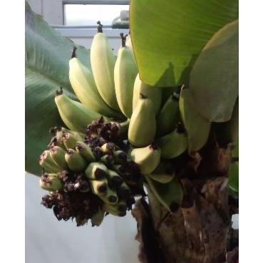 ドワーフモンキーバナナ：熱帯果樹苗 安心の実績 高価 買取 強化中 完売
