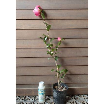 新しい 植木 植木 苗木 シンボルツリー 生垣 10 5ｐ 樹高0 4ｍ前後 30本 10 5ｐ 山茶花 朝倉 生垣 サザンカ ネギリス 植木 庭木 Labelians Fr